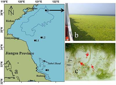Assessing Herbivorous Impacts of Apohyale sp. on the Ulva prolifera Green Tide in China